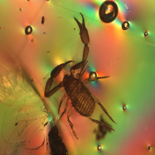 IMG - Amber Microscope View 1 154462 496x496