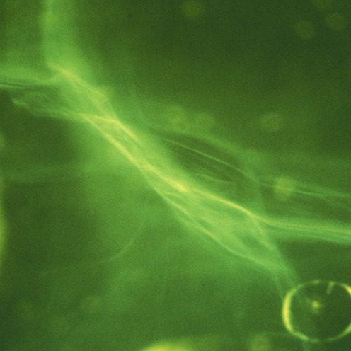 IMG - Peridot Microscope View 1 14801 496x496