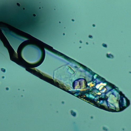 IMG - Topaz Microscope View 1 80622 496x496 IMG - Topaz Microscope View 1 80622 496x496