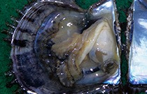 IMG - glossary - thumb - mollusk 99090  210x135