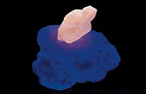 glossary fluorescence 33566 210x135