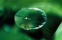 glossary inclusion 4348 210x135