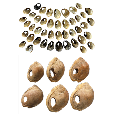 Blombos Cave Shell Beads