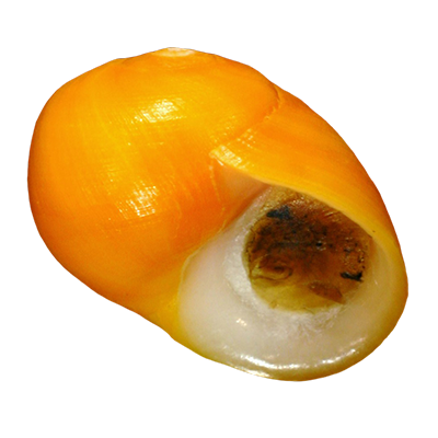 Flat Periwinkle Shell