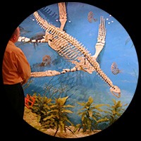 IMG - Opal Factoid 136280 200x200