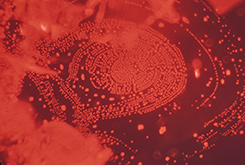 Human Fingerprint