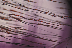 Needle Inclusions
