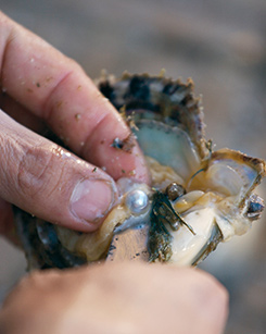 Akoya Pearl Oyster