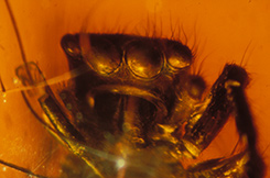 Spider In a Tomb