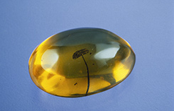 Amber Cabochon
