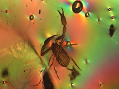 Pseudoscorpion in Amber