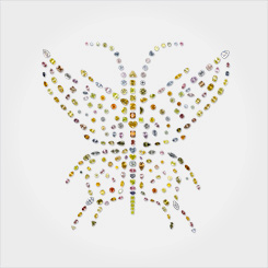 Aurora Butterfly of Peace