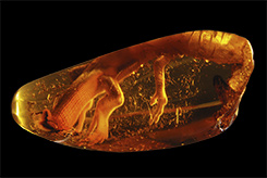 Gierlowska’s Lizard