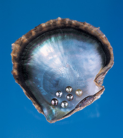 Black-Lipped Mollusk