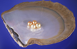 Gold-Lipped Mollusk