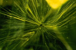 Horsetails